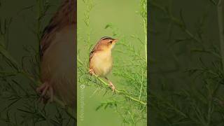 Zitting cisticola Bird voice mimic species no5 Birdman Sumedh [upl. by Rothschild]