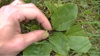 Wild Plantain Identification amp Uses [upl. by Merle]