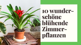 10 wunderschöne blühende Zimmerpflanzen für Ihr Zuhause [upl. by Levy]