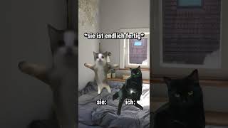 Bei wem ist es auch so catmemes [upl. by Einnal]