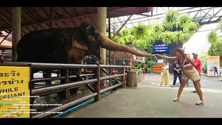 Shako Mako Kick IRL 073124 Nongnooch Elephant Showdown  Pattaya Thailand [upl. by Falda179]