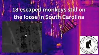 13 escaped monkeys still on the loose in South Carolina [upl. by Ellemac876]