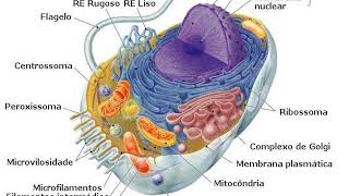 Citoplasma e organelas citoplasmáticas [upl. by Nailil428]