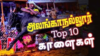 Alanganallur Jallikattu 2019  Alanganallur Jallikattu Best Bull 2019  Highlights  Tamil News [upl. by Lrak]