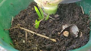 Aloe Barbadensis Miller and Harvesting big Aloe vera Leaves [upl. by Horwitz]