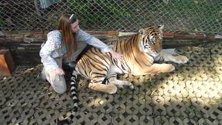 Chris petting a tiger in Thailand [upl. by Tyne]