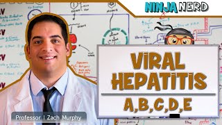 Hepatitis  Pathophysiology of Viral Hepatitis [upl. by Lletniuq]