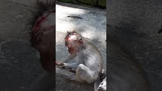 Baby monkey got bitten on his head [upl. by Bilbe]