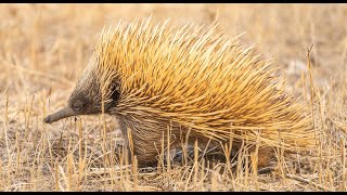 Daily Dose of Nature  On the Defense How Australian Animals Protect Themselves [upl. by Carvey163]