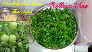 Mudakathan Keerai Thuvaiyal Recipe in Tamil Balloon Vine Love in a puff Cardiospermum halicacabum [upl. by Nerti]