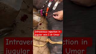 Intravenous injection in jugular vein l dr Umar khan [upl. by Collin]