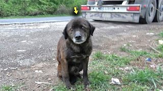 A Frightened Dog was Shivering On the Curb [upl. by Eylrac]