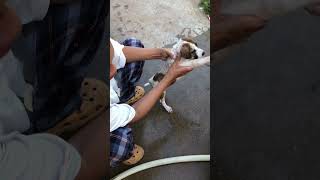 Puppy bathing mypet puppy mypetmylife animals doglover [upl. by Enoek589]