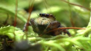 Jumping Spiders [upl. by Compte]