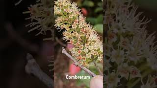 Combretum ovalifolium flowers [upl. by Feltie]