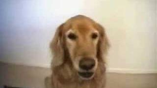 Abused Golden Retriever [upl. by Watkin20]