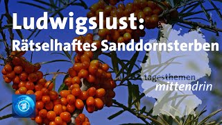 Ludwigslust Rätselhalftes Sanddornsterben  tagesthemen mittendrin [upl. by Enileve]