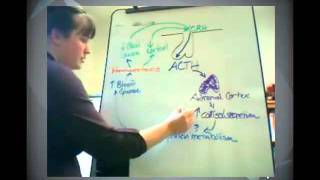 Adrenocorticotropic Hormone Tutorial [upl. by Hallam]