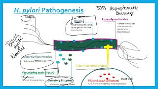 Helicobacter pylori [upl. by Atauqal359]