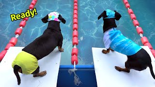 The Wienerlympics  Cute amp Funny Wiener Dog Video [upl. by Suilienroc54]