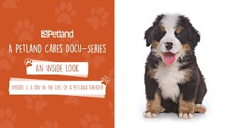 Petland  An Inside Look  Mini Docuseries Episode 2 A day in the life of a Petland Breeder 2020 [upl. by Aloise]