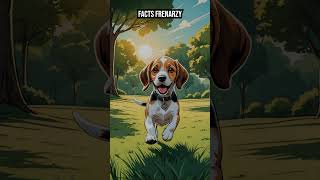 beagle puppy 10 Amazing Facts About Beagle Puppies Every Dog Lover MUST Know factshorts [upl. by Ahsil410]