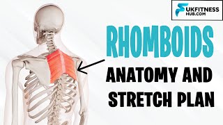 Rhomboid Major and Minor Anatomy and Best Stretches For Tightness Soreness and Upper Back Pain [upl. by Alamak454]