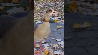 Beatiful Egyptian goose  Wunderschöner Nilgans Friedrich Ebertpark in Ludwigshafen am Rhein [upl. by Nysila790]