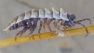 Pill bug woodlouse zebra animal  Watching full video complicated pill bugs woodlous video plz [upl. by Notserp]