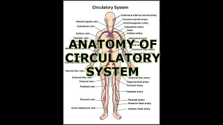 ANATOMY OF THE CIRCULATORY SYSTEM [upl. by Alisander]