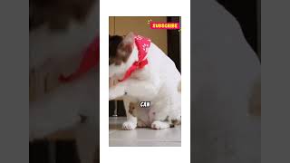 Can you bathe your cat🐱 Shocking Truth Revealed pets cats cat catslover [upl. by Demetra53]