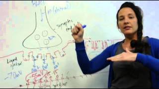 Excitation Contraction Coupling [upl. by Ayela]