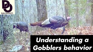 Understanding a GOBBLERS Behavior  Having more TURKEY HUNTING success [upl. by Mcconnell715]