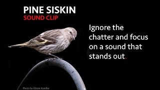 Pine Siskin  Sound Clip [upl. by Libove47]