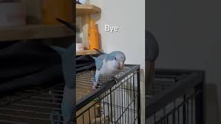 Quaker Parrot Talking quakerparrot parrots [upl. by Anstice]