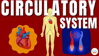 Circulatory System And The Heart  Explained In Simple Words [upl. by Nrehtac816]