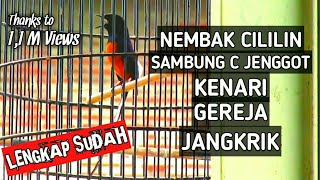 Murai Batu Isian Cililin Sambung Cucak Jenggot Kenari Gereja Tarung Dan Jangkrik Full Tembakan Mewah [upl. by Verras]