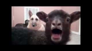 Random Animals Yelling [upl. by Messing]