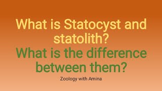 what is statocyst  what is the function of statocyst  Difference between statocyst and statolith [upl. by Ekaterina]