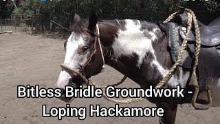 Ground Work exercises with a loping Hackamore Part 1 [upl. by Goode]