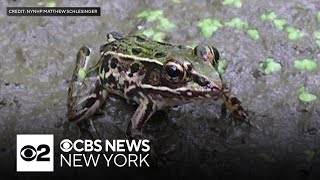 Frog species discovered in TriState Area faces extinction [upl. by Naltiak554]