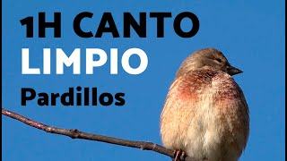 1h CANTO de PARDILLOS 🐦 Chant linotte 1h [upl. by Riana78]