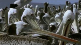 Riddle of The Atacama Desert  National Geographic Documentary 2015 [upl. by Winzler746]