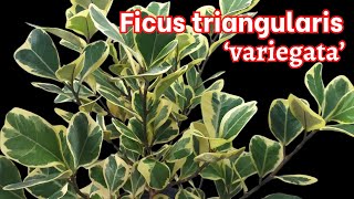 Ficus triangularis variegata natalensis subsp leprieurii [upl. by Blayne]