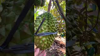 Keunggulan durian montong shortvideo [upl. by Iroj874]