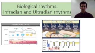 Biopsychology infradian and ultradian rhythms [upl. by Barth]