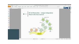 Immunology Lecture Series 30 B cell maturation and activation Part 1 [upl. by Nybor]