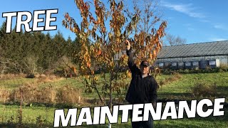 MAINTAINING MY HARD PRUNE TREE AND PRUNING FOR HEIGHT AND SHAPE TO AN OPEN CENTRE [upl. by Felipe706]