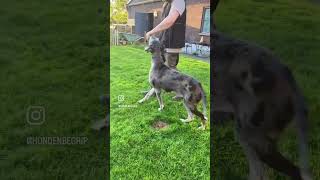 Are Great Danes trainable dogtraining k9 [upl. by Rebak673]