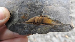 Fossilien suchen in Deutschland · Millionen von Jahren alte Versteinerungen und Abdrücke gefunden [upl. by Melentha770]